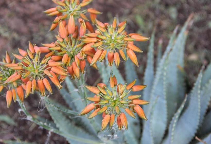 ペンション Augrabies Valle Guesthouse