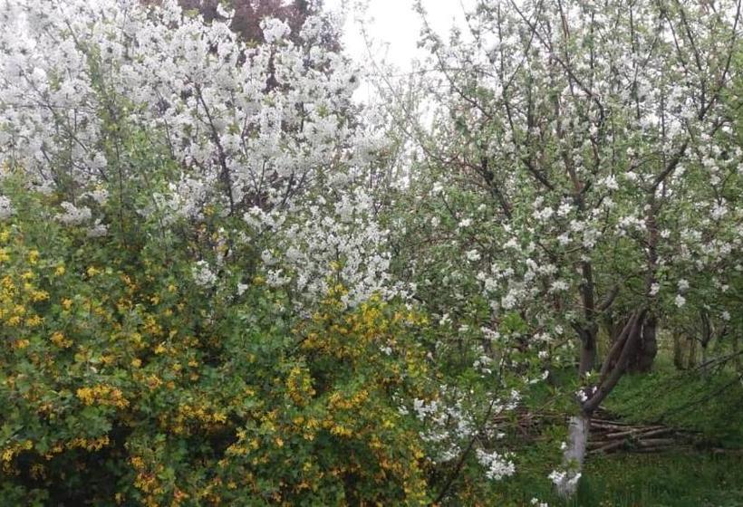 پانسیون Guesthouse Kishimzhan