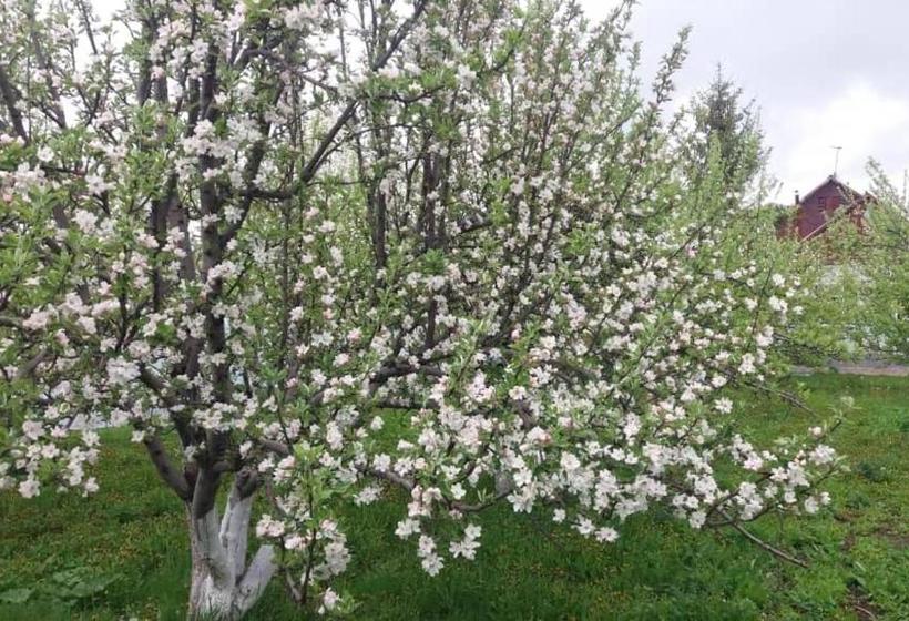 پانسیون Guesthouse Kishimzhan