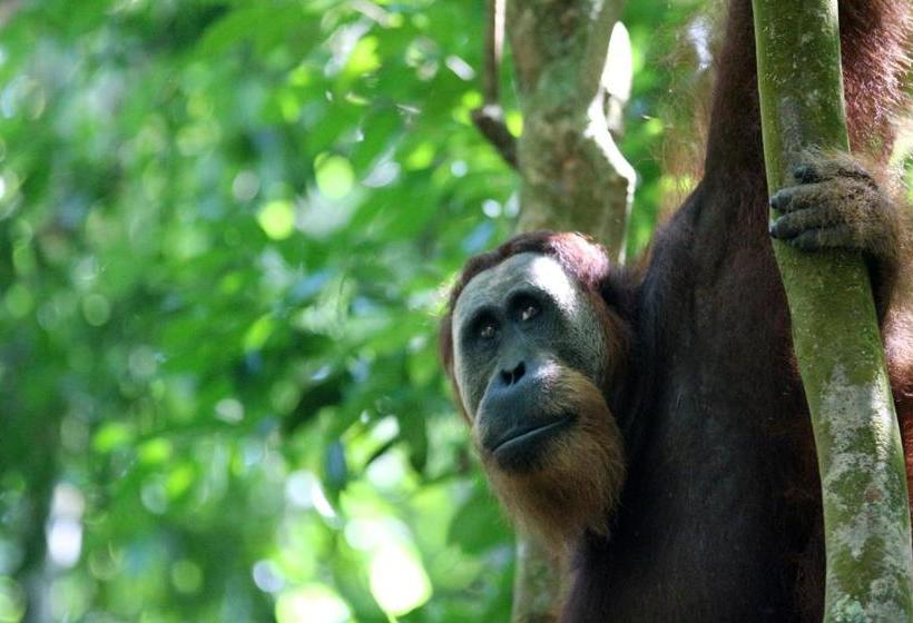 پانسیون Ida Guest House & Jungle Trekking