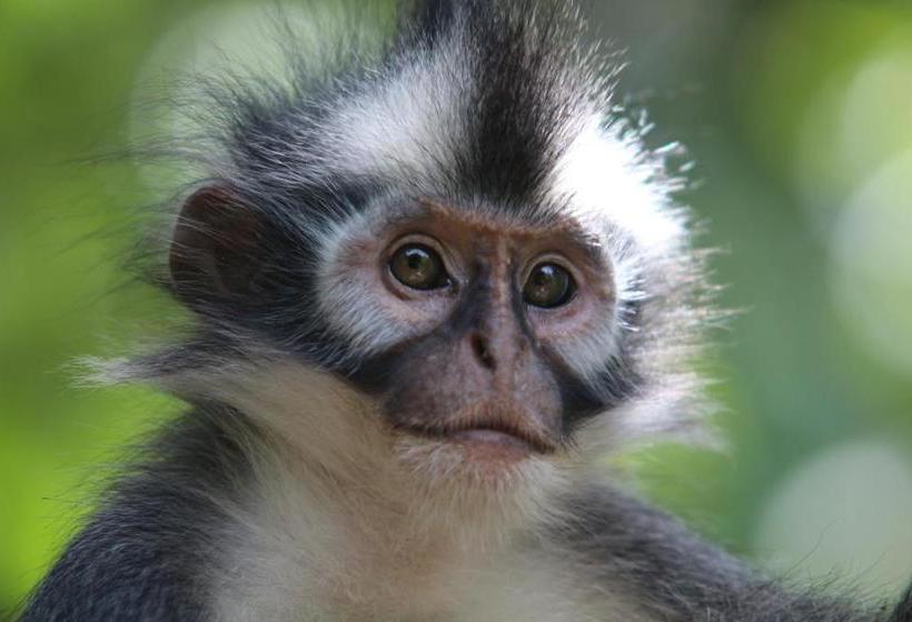 펜션 Ida Guest House & Jungle Trekking