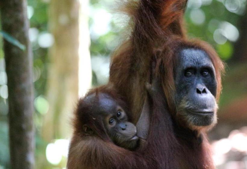 펜션 Ida Guest House & Jungle Trekking