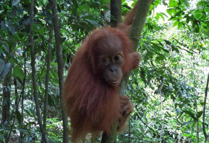 펜션 Ida Guest House & Jungle Trekking