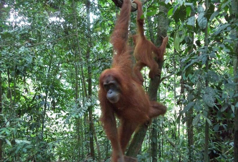 펜션 Ida Guest House & Jungle Trekking