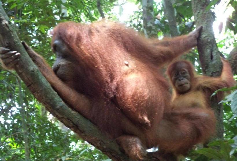 펜션 Ida Guest House & Jungle Trekking