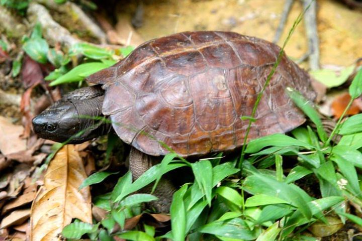 펜션 Ida Guest House & Jungle Trekking