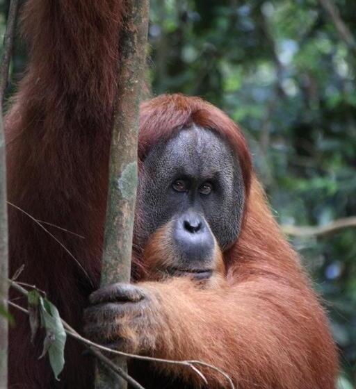 پانسیون Ida Guest House & Jungle Trekking