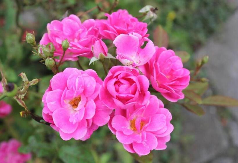 پانسیون Pousada Don Marini