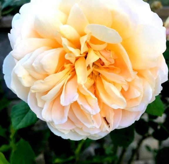 بنسيون Victoriya's House