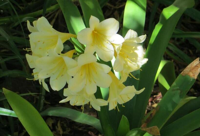 펜션 Bougain Villa Guesthouse