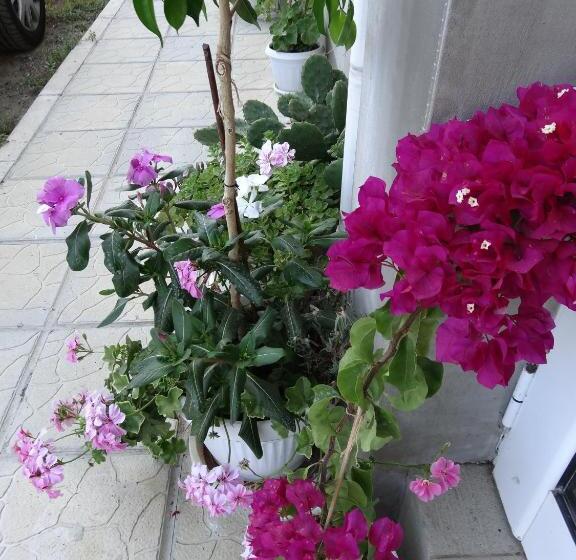 펜션 Guesthouse Kamelia