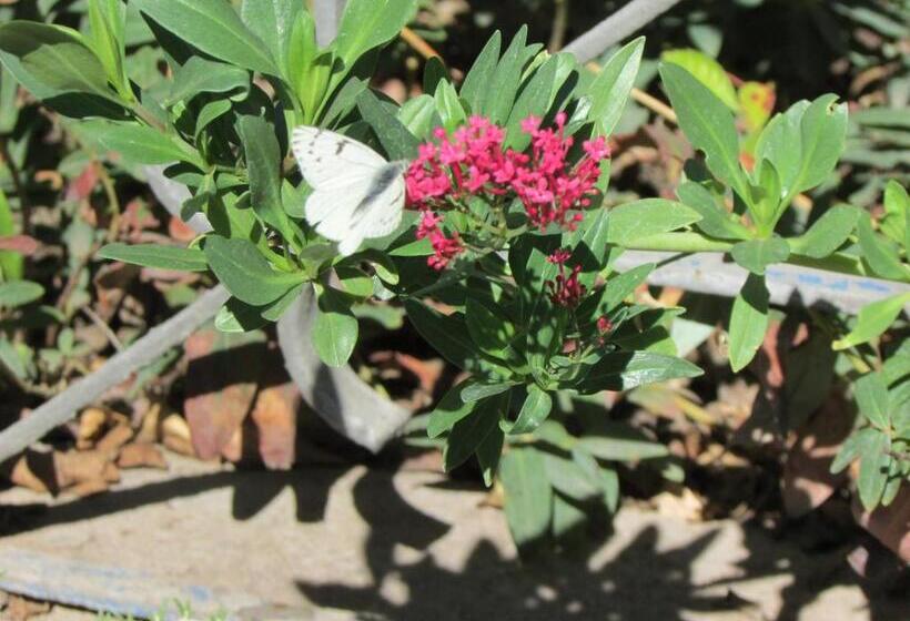 بنسيون Hostal Los Peñones