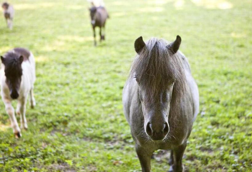 بنسيون Lozerkasteel