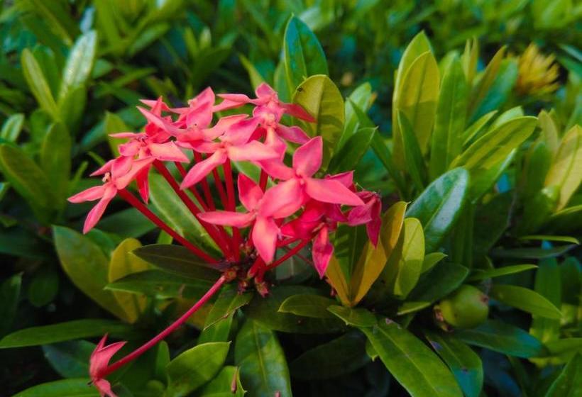 ペンション Mick Villa