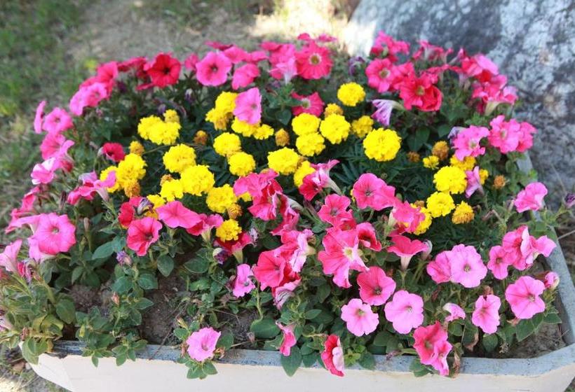 Пансион Pine Garden Guesthouse