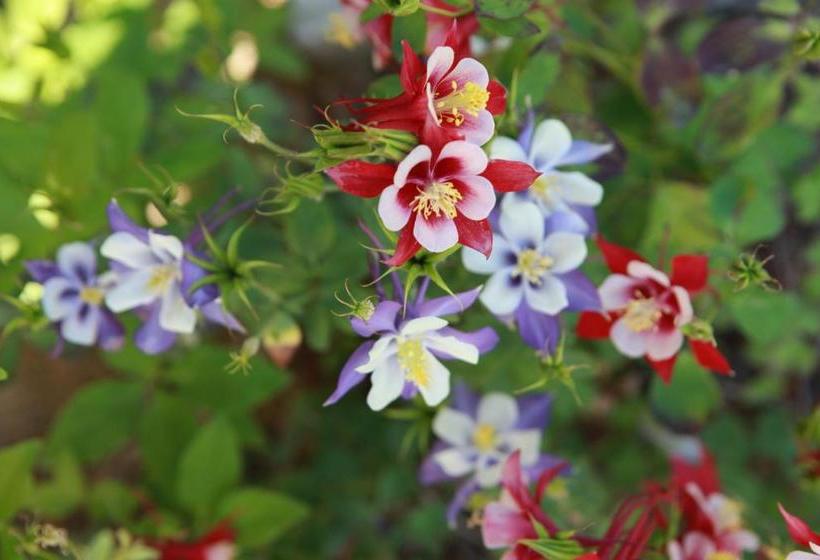 Пансион Pine Garden Guesthouse