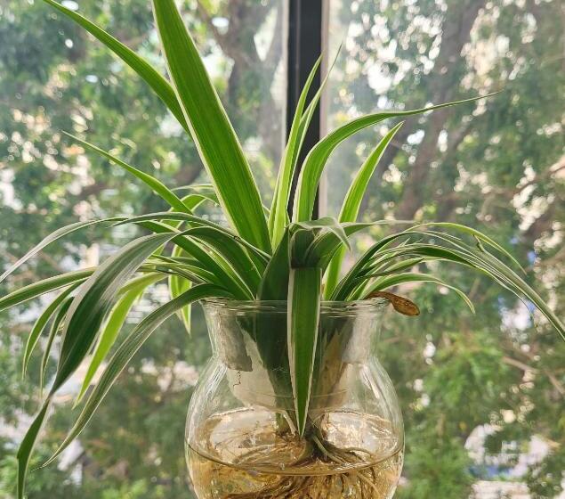 پانسیون Thanh Nien Guest House