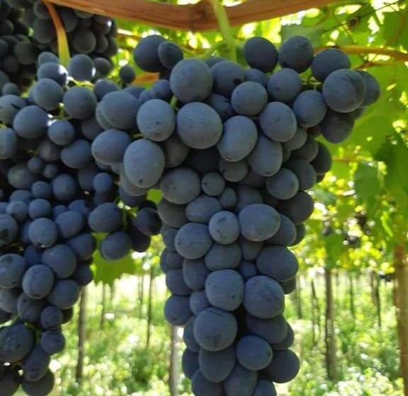 پانسیون Villa Radica