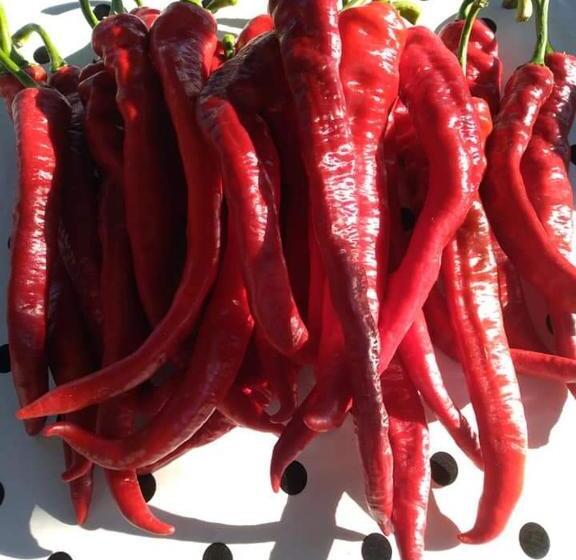 پانسیون Villa Radica