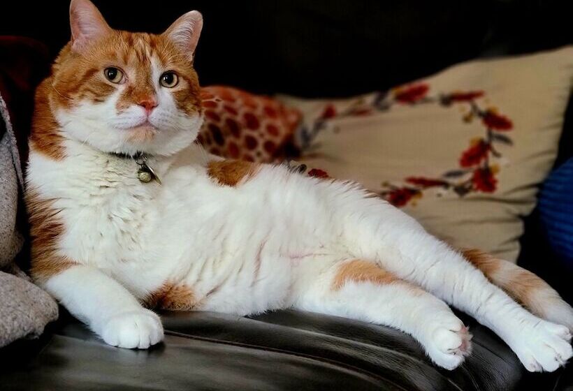 فندق صغير Stepping Stone Inn