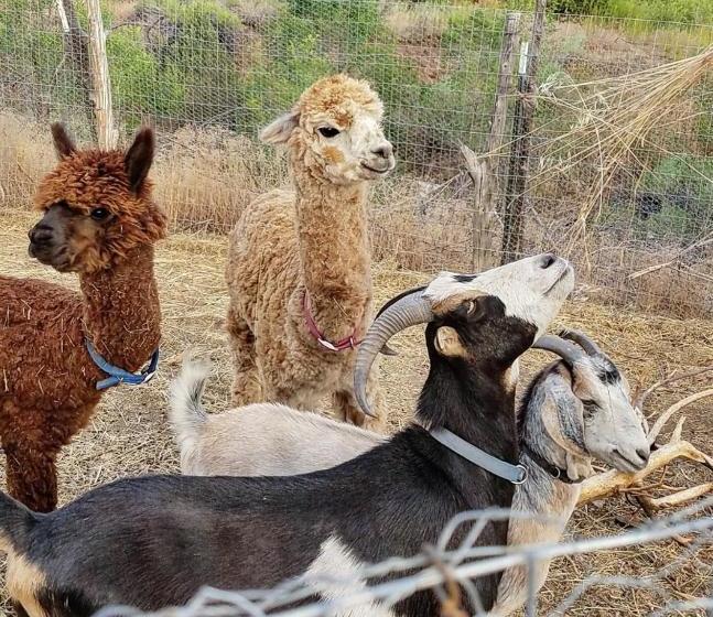 فندق Taos Goji Farm & Eco Lodge Retreat