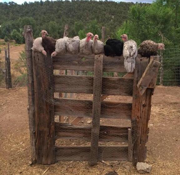 فندق Taos Goji Farm & Eco Lodge Retreat