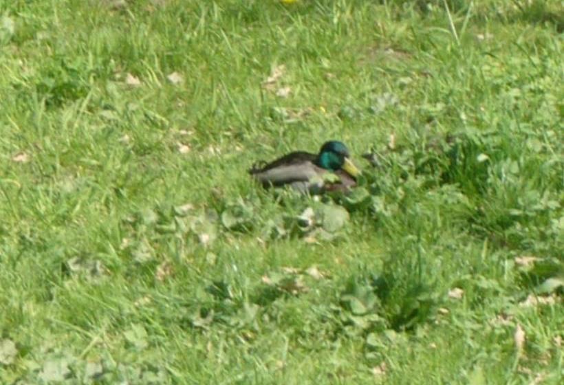 بنسيون S Restaurací Splávek