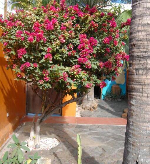 膳宿费 Leo's Baja Oasis