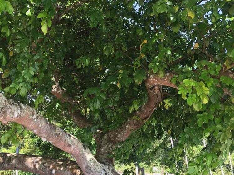 فندق صغير Wild Pasir Panjang