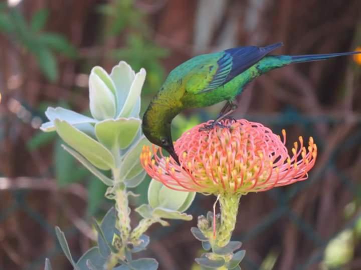 פנסיון Avondsrus Guesthouse