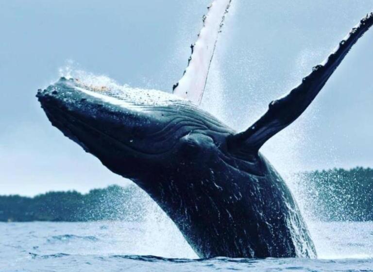 פנסיון Eco Pousada Casa Bobô