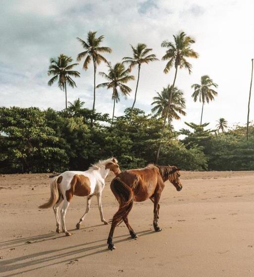 פנסיון Eco Pousada Casa Bobô