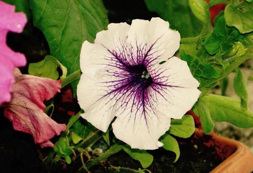 پانسیون Erik's Guest House