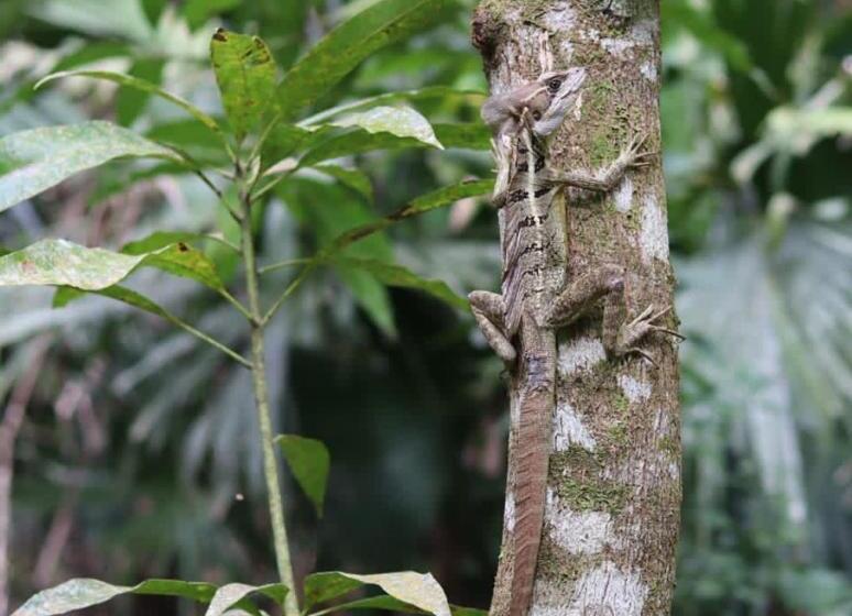 ペンション Hostal La Bohemia