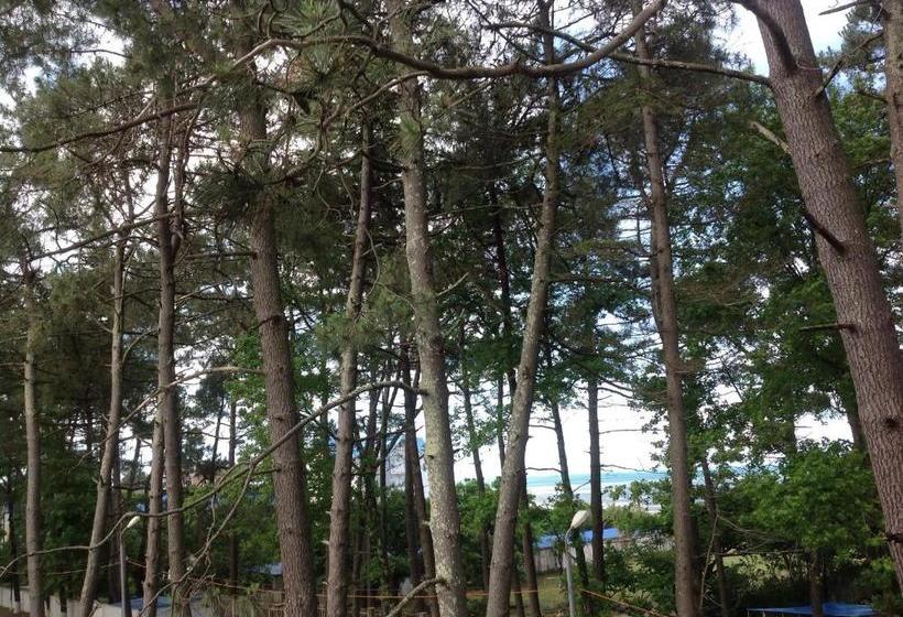 هاستل Chito Gvrito