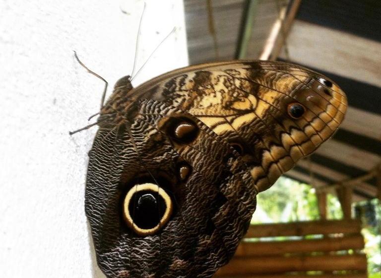 Общежитие El Faro 13 De Puerto Viejo