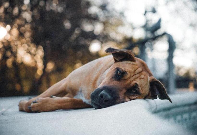 ユースホステル El Jarillal