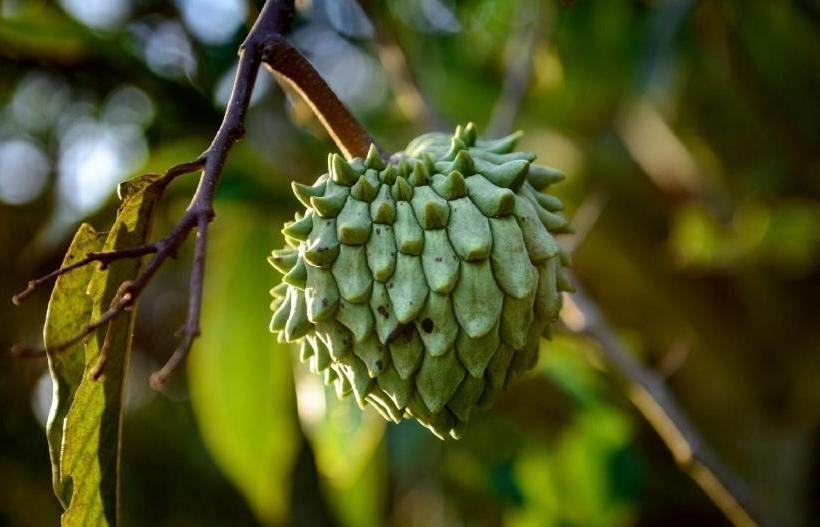 Hospedaria Abbud & Fernandez