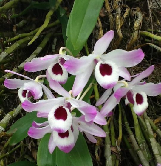 Hospedaria Abbud & Fernandez