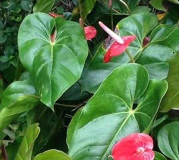 Hospedaria Abbud & Fernandez