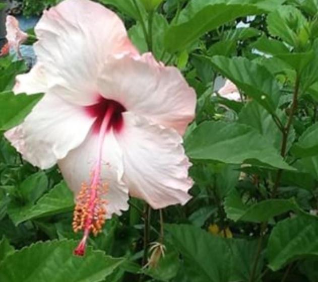 Hospedaria Abbud & Fernandez