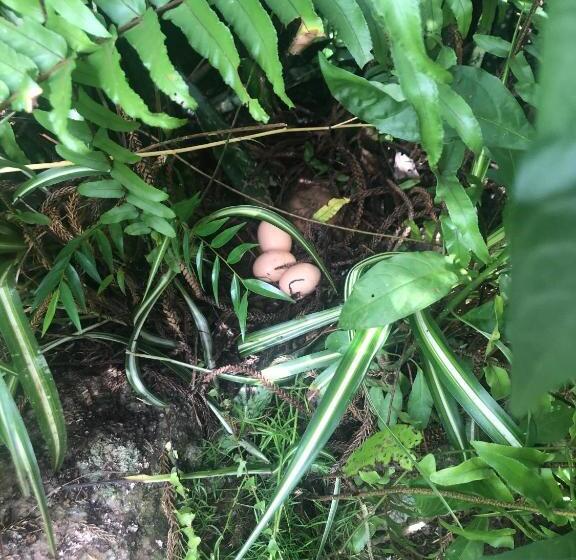 Hospedaria Abbud & Fernandez