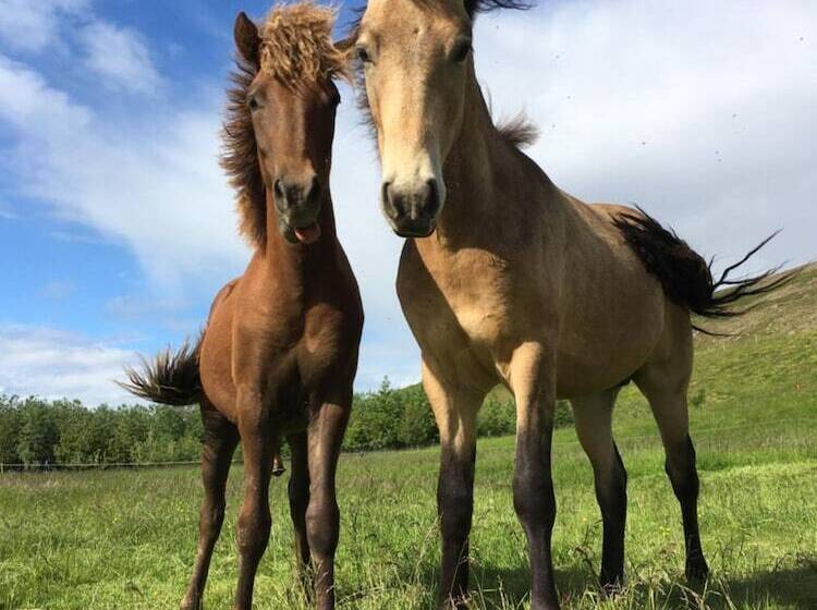 هتل öndólfsstaðir Farm B&b