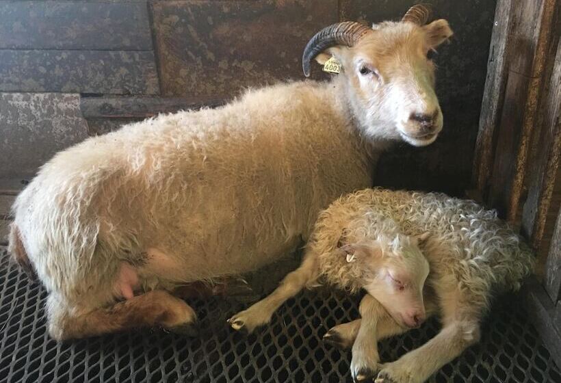 هتل öndólfsstaðir Farm B&b