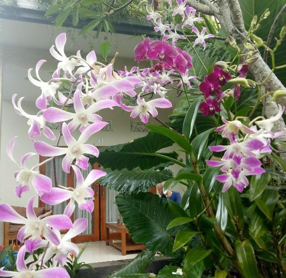 פנסיון Suryadina Guest House