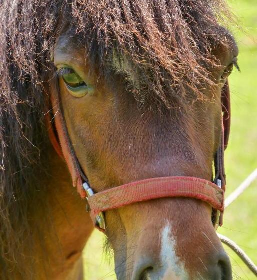 Pensiunea Poiana Avrigului