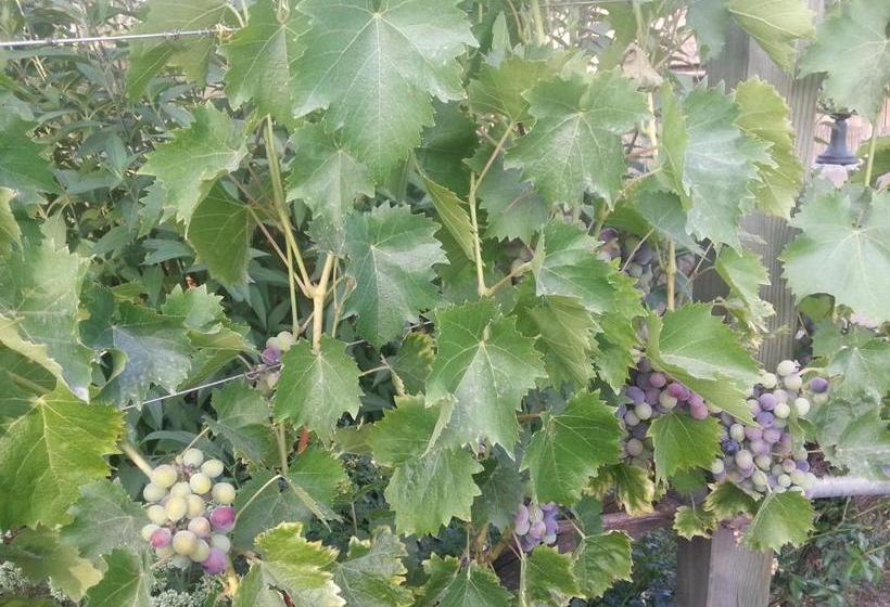 호스텔 Rebenlandhof