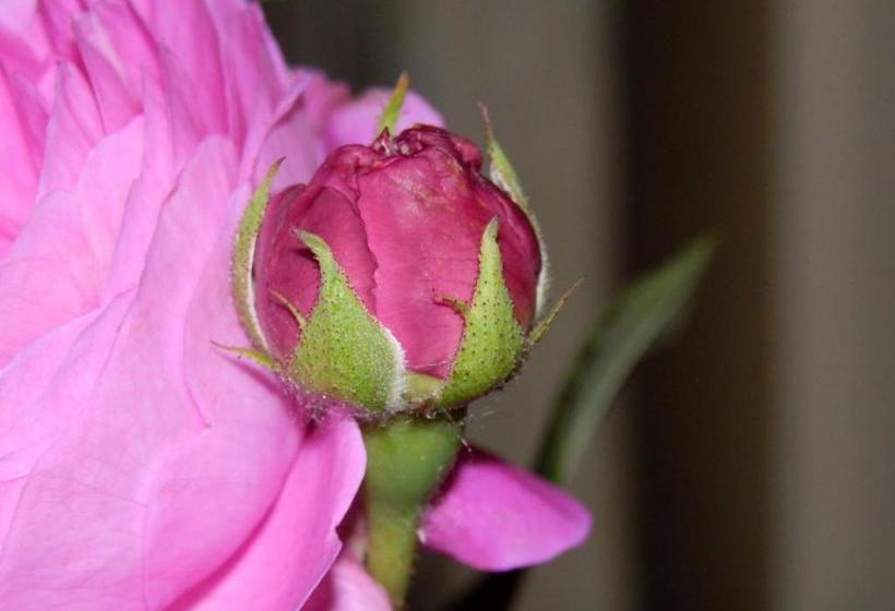 هاستل Rebenlandhof