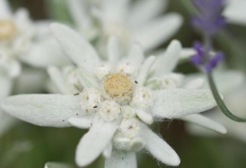 فندق Ferienwohnungen Reinalter