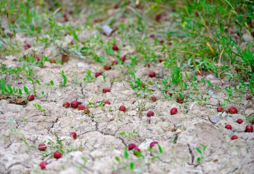 Pansiyon Dunhuang Hu Yang Inn